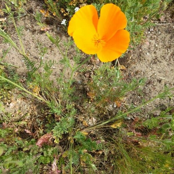 Eschscholzia caespitosa Virág