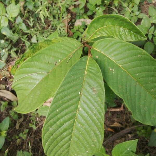 Annona purpurea Feuille