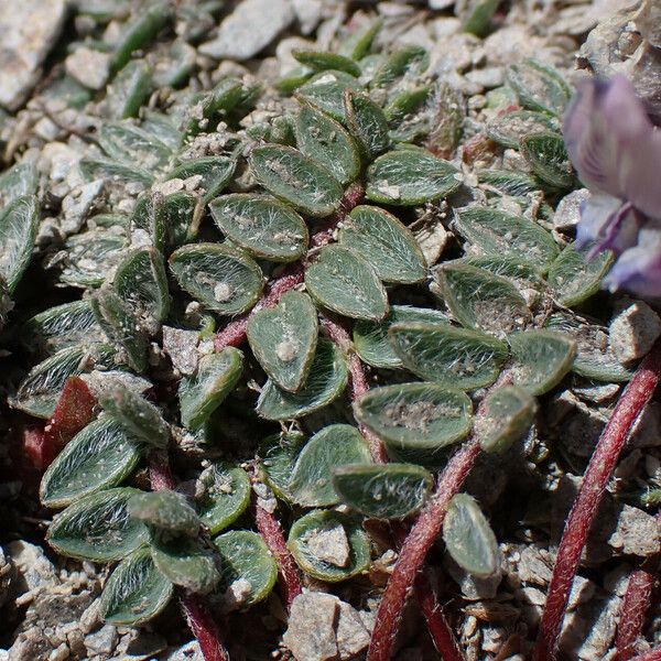 Oxytropis helvetica Leaf