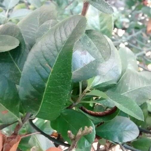 Ilex vomitoria Blatt