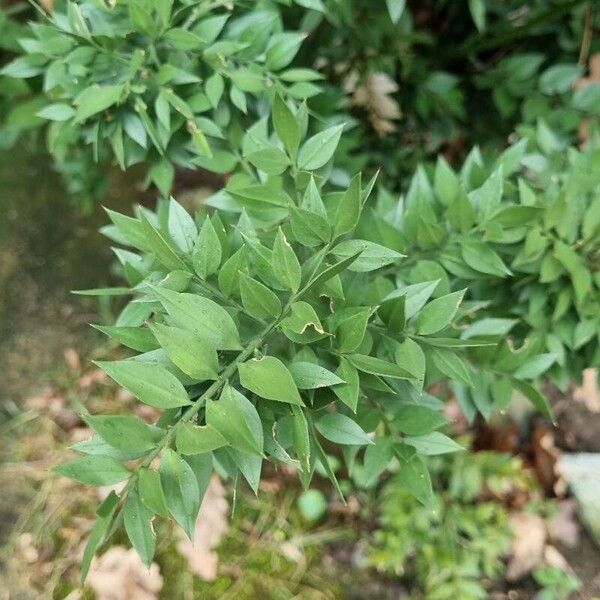 Ruscus aculeatus Blad