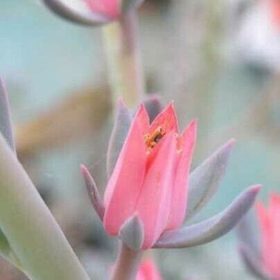 Echeveria crenulata Flower