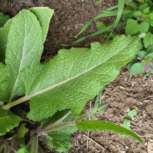 Salvia × sylvestris Yaprak