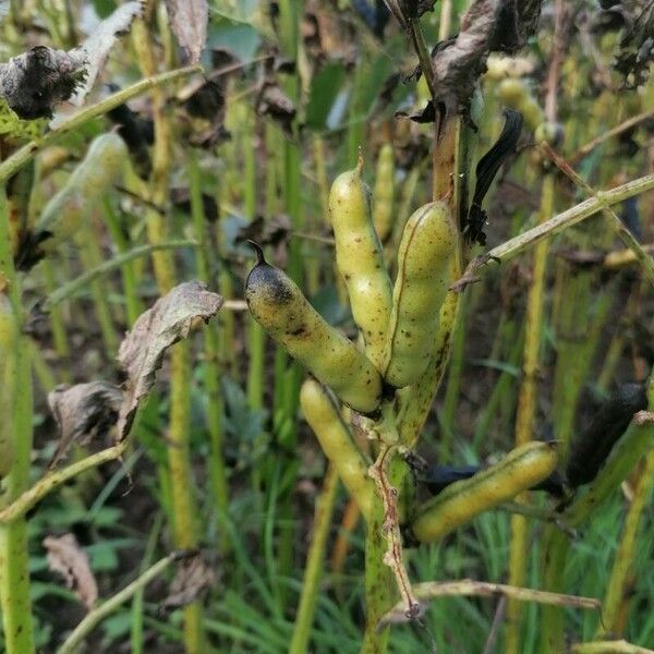 Vicia faba Plod