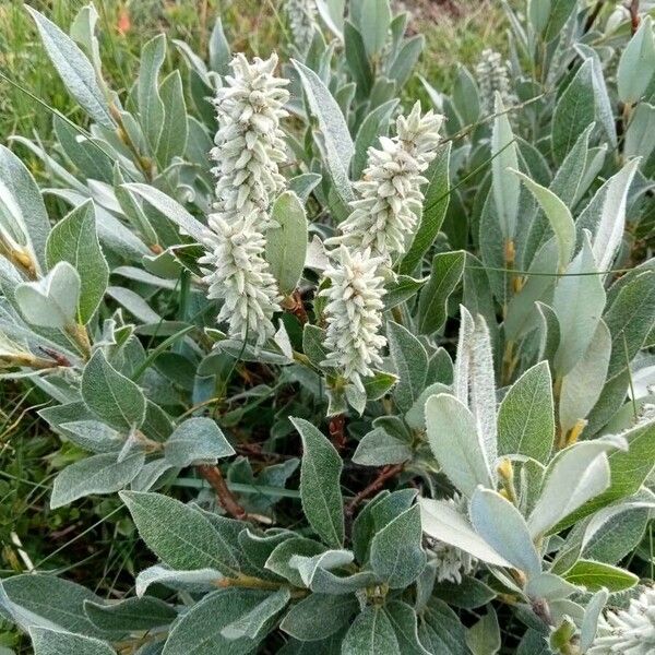 Salix glauca Leht