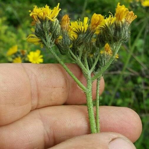 Pilosella cymosa Flower