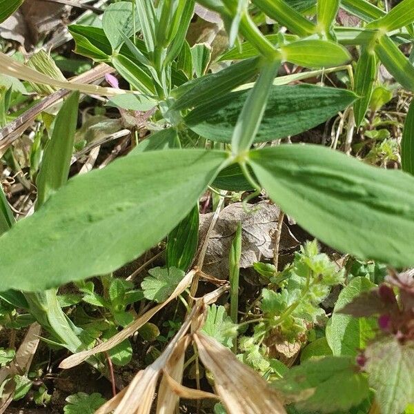 Lathyrus heterophyllus Leaf