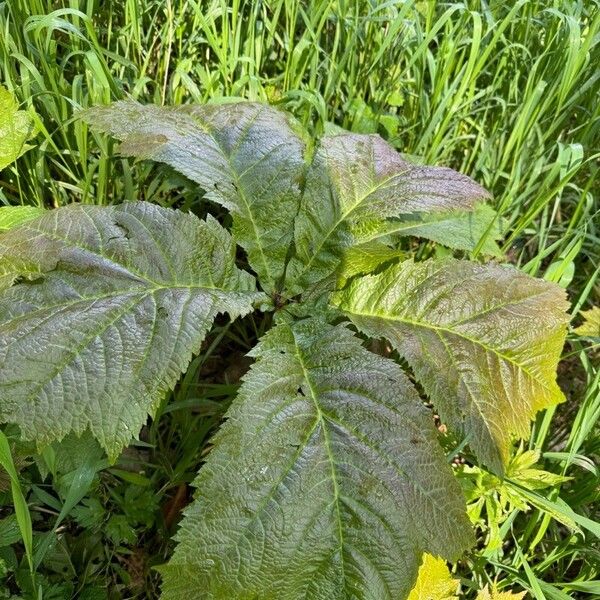 Rodgersia podophylla List