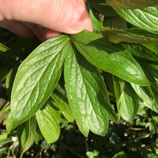 Paeonia officinalis Leaf