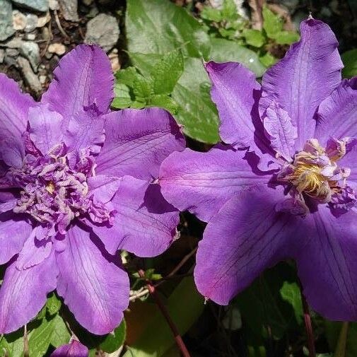 Clematis patens Flower