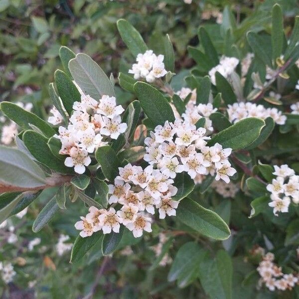 Pyracantha coccinea Flor