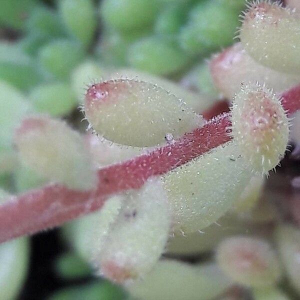 Sedum hirsutum 葉