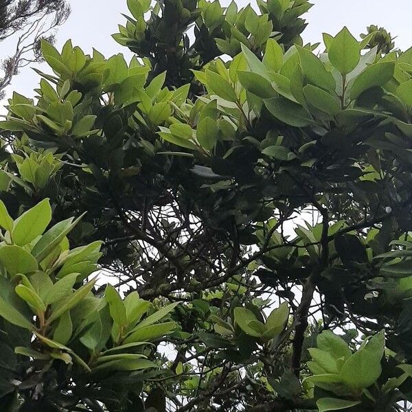 Laurus azorica (Azores laurel)