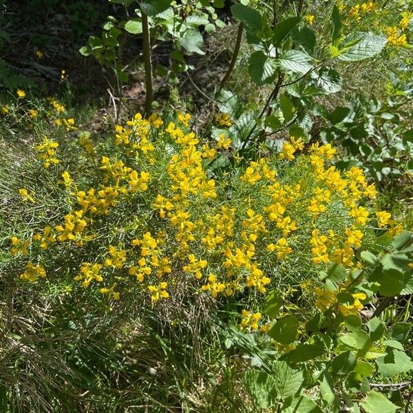 Genista radiata Flower