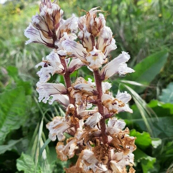 Orobanche crenata Květ