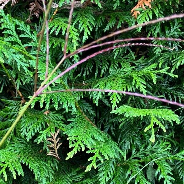 Digitaria ciliaris Flower