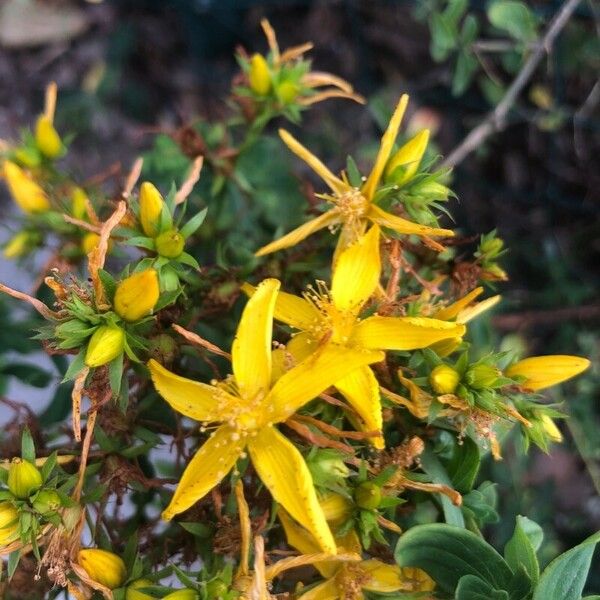 Hypericum perfoliatum 花