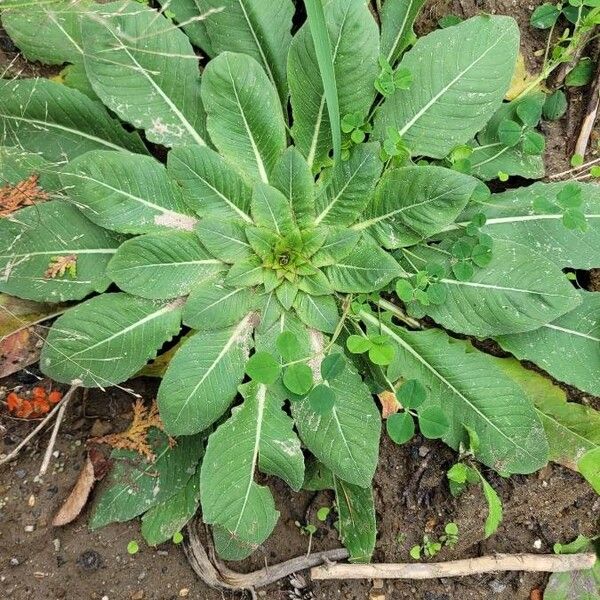 Oenothera biennis Leaf