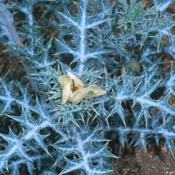 Argemone mexicana Fleur