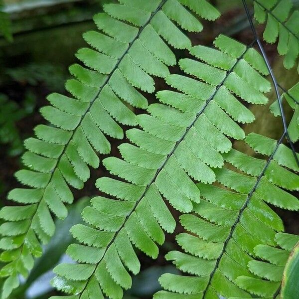 Adiantum polyphyllum 葉