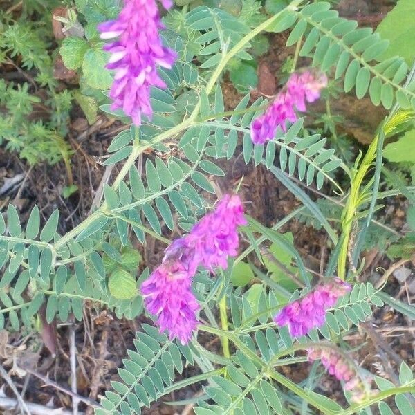 Vicia incana Flor