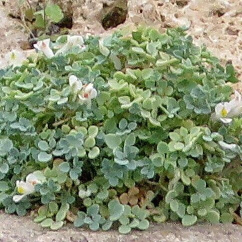 Sarcocapnos enneaphylla Flower