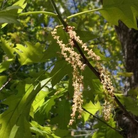 Quercus coccinea Blodyn