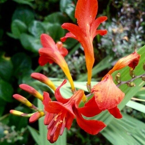 Crocosmia × crocosmiiflora 花