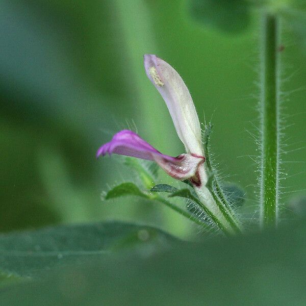 Hygrophila costata Virág