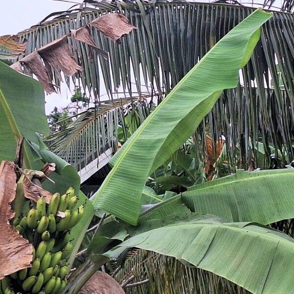 Musa × paradisiaca Leaf