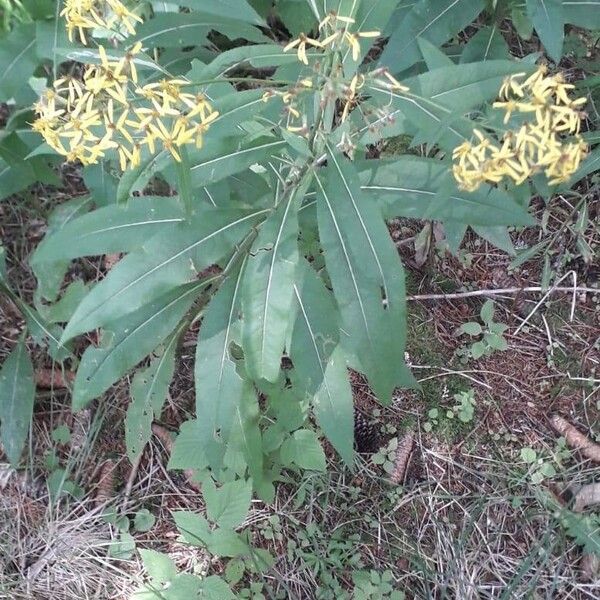 Senecio ovatus برگ