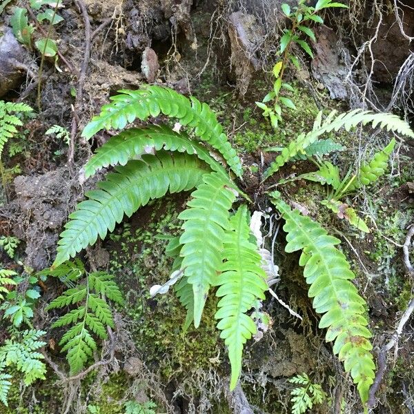 Blechnum hastatum Other