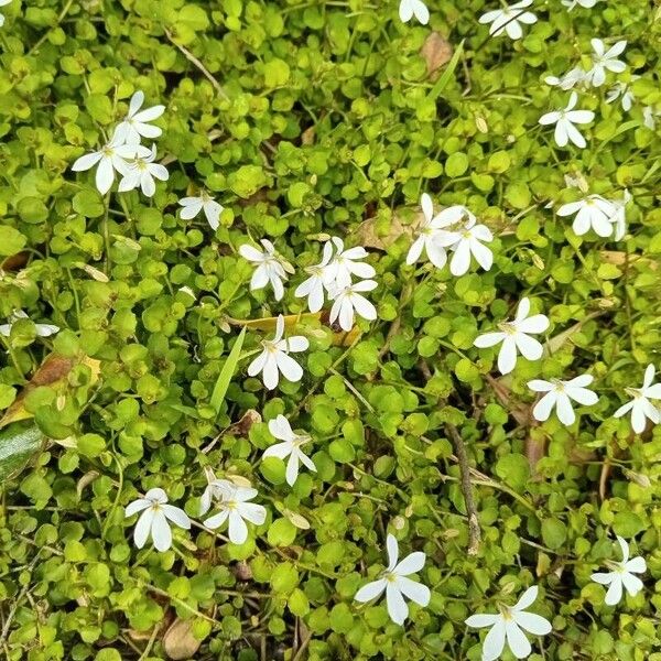 Lobelia angulata Folio