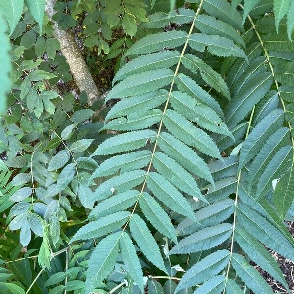 Rhus typhina Leaf