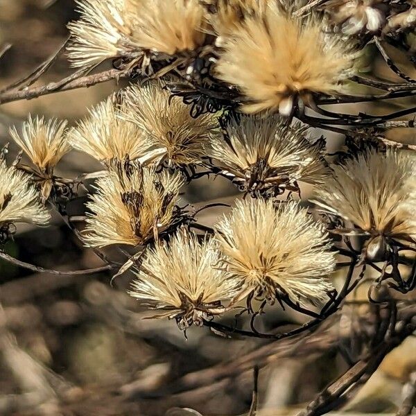 Galatella linosyris फल