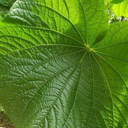 Piper umbellatum Frunză