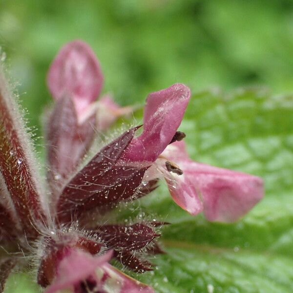 Stachys alpina 花