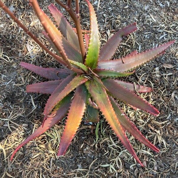 Aloe cameronii Лист