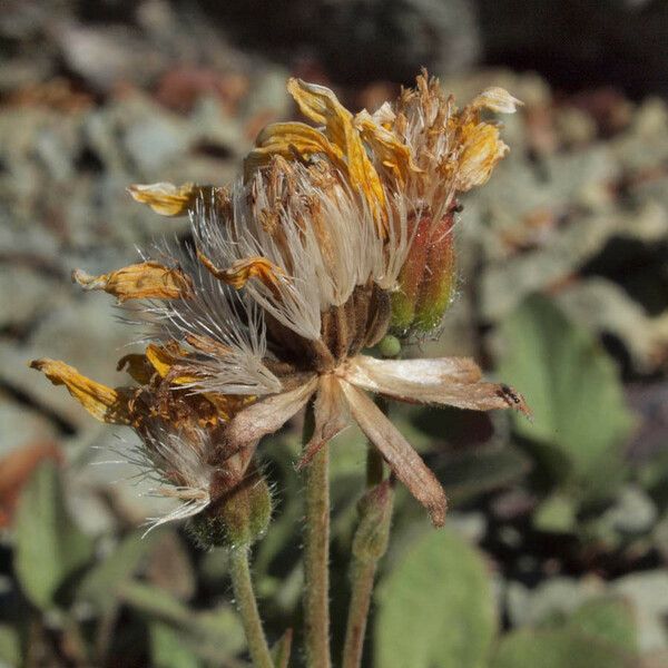 Arnica gracilis Blomst