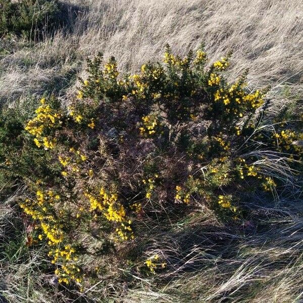 Ulex europaeus Habitus