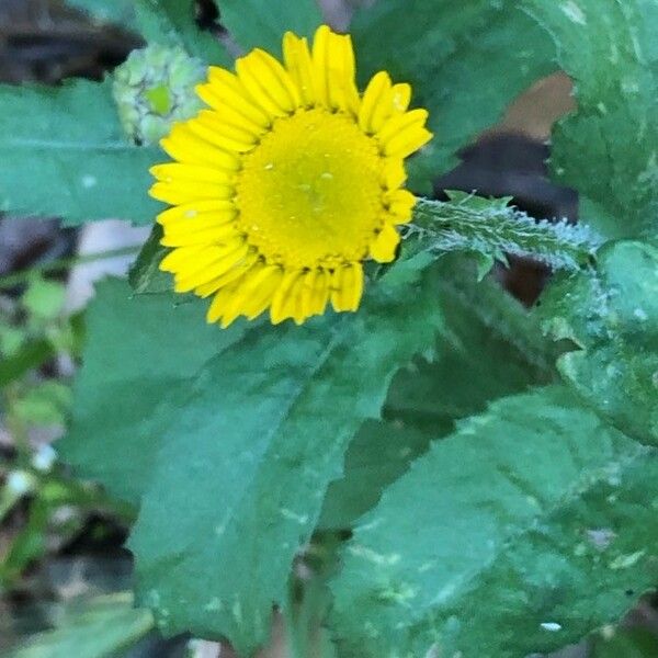 Pulicaria vulgaris Blomst