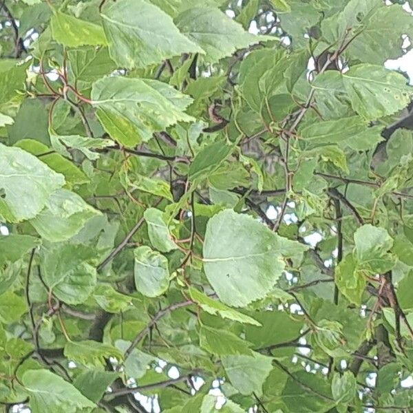 Betula nigra Lapas