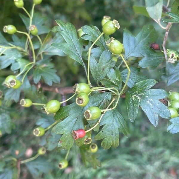 Crataegus laevigata Фрукт