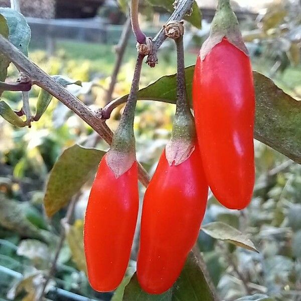 Lycium barbarum Fruit