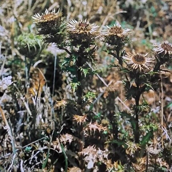 Carlina vulgaris Habit