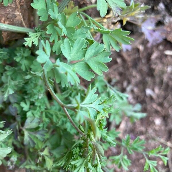 Fumaria muralis Leaf