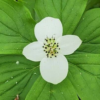 Cornus canadensis Blomst