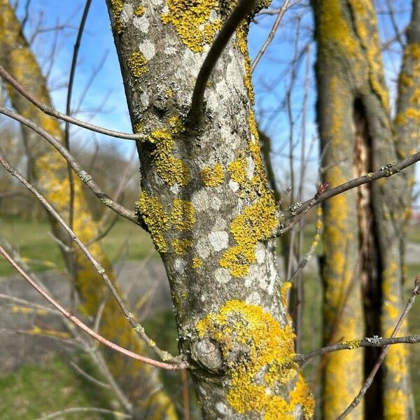 Acer rubrum Cortiza