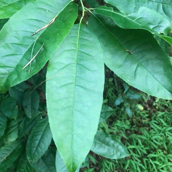 Oxydendrum arboreum Fulla