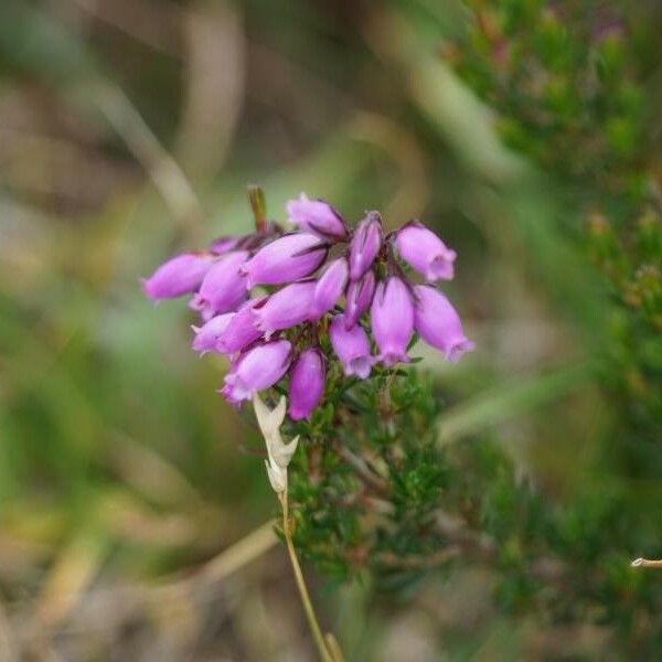 Erica tetralix 花